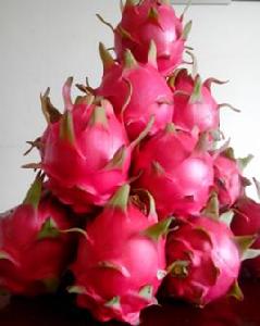 桂紅龍1號火龍果 桂紅龍1號火龍果