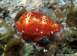 休莫夫寶螺 休莫夫寶螺