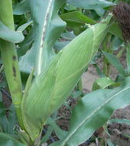 金農科1號 金農科1號