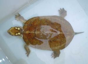 擬眼斑龜