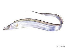 窄顱帶魚 窄顱帶魚