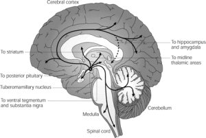 中樞組胺能系統 中樞組胺能系統