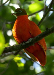 橙色果鳩 橙色果鳩