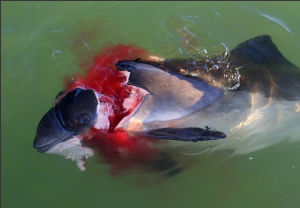 這條鼠海豚的傷口被認為是灰海豹喙和爪子所致鋒利的