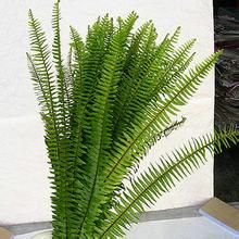 闊葉假排草 闊葉假排草