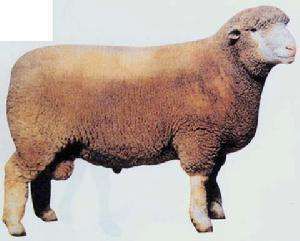 陶塞特羊 陶塞特羊