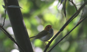 銀喉針尾雀 銀喉針尾雀