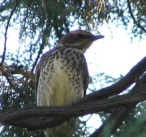 （圖）棕腹杜鵑
