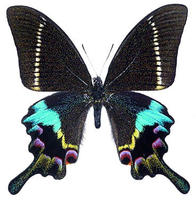 克里翠鳳蝶(圖1-雄蝶)