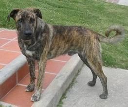 烏拉圭西馬倫犬 烏拉圭西馬倫犬