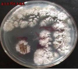 植物內生菌 植物內生菌