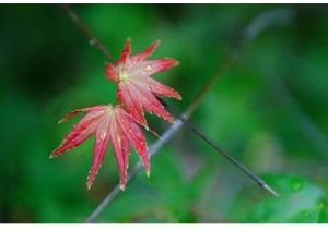 瘦果川甘槭 瘦果川甘槭