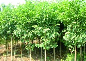 厚果含笑 厚果含笑