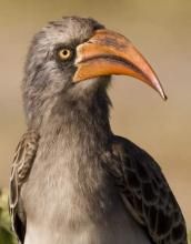 南非彎嘴犀鳥 南非彎嘴犀鳥