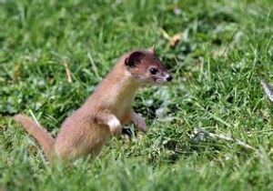 2010年度十大感人動物 2010年度十大感人動物