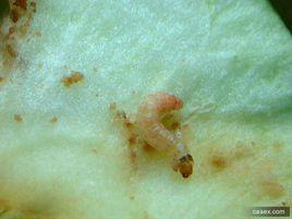 苹小食心蟲 苹小食心蟲