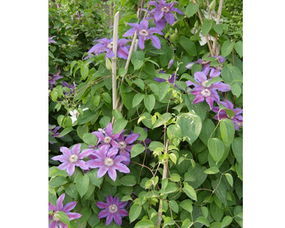 藤本植物 藤本植物