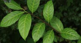 雲南美登木 雲南美登木