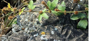 絨毛杯莧 絨毛杯莧