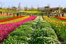 廈門園博苑花海洋