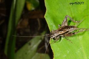 大扁頭蟋 大扁頭蟋