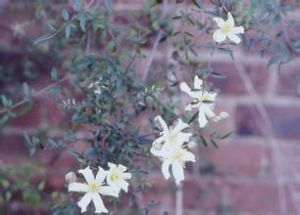 銀葉鐵線蓮 銀葉鐵線蓮