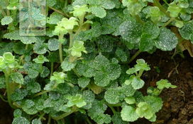 建寧金腰 建寧金腰