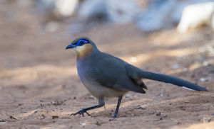 銹喉馬島鵑 銹喉馬島鵑