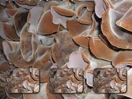 魚台毛木耳 魚台毛木耳