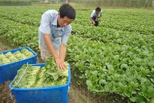 廣東梅州梅江區西陽鎮經濟