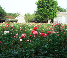 上海中荷玫瑰園