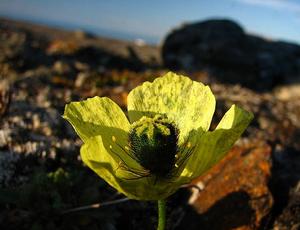 斯瓦爾巴德罌粟極地亞種2
