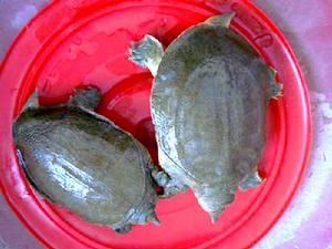 潢川甲魚 潢川甲魚