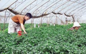 圖們經濟開發區