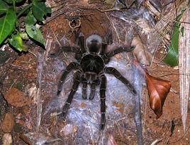 格萊斯捕鳥蛛 格萊斯捕鳥蛛