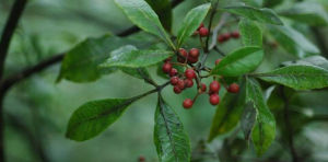 油葉花椒 油葉花椒