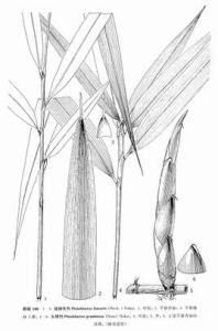 川西當歸 川西當歸