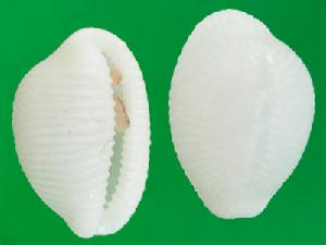 波波蛹螺 波波蛹螺