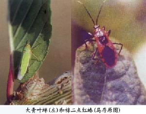 棉二點紅蝽 棉二點紅蝽