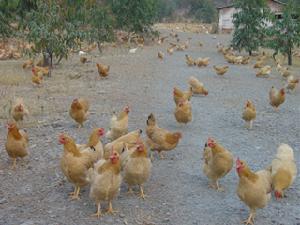 （圖）肉雞[家禽]