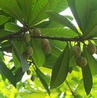 大果杜英 大果杜英