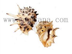 黃齒岩螺 黃齒岩螺