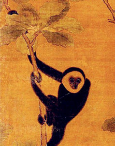 帝國君子長臂猿 帝國君子長臂猿