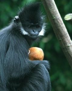 越南葉猴 越南葉猴