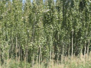 厚皮哈青楊（變種）