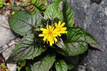 峨眉厚喙菊 峨眉厚喙菊