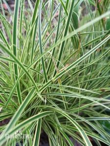 親族薹草 親族薹草