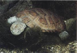 沼澤側頸龜 沼澤側頸龜