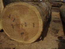 非洲柚木 非洲柚木