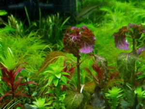 食蟲植物——狸藻